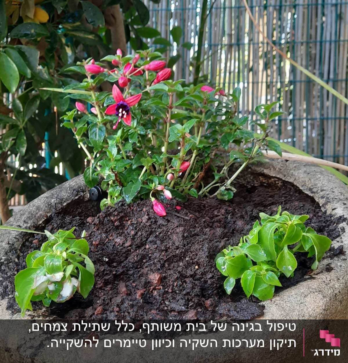 עציץ עם פרחים אדומים ואדמה לחה